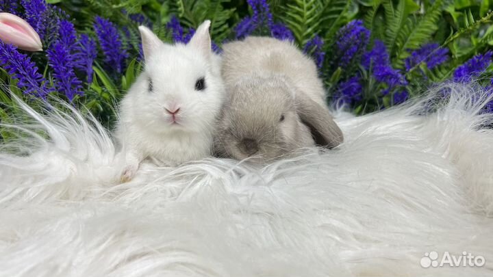 Кролики домашние мини