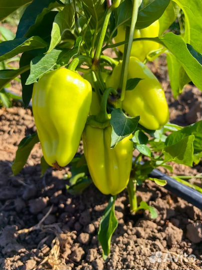 Баклажан, перец, чеснок