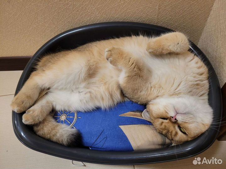 Кот на вязку Шотландец страйт