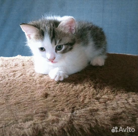 Очень добрый маленький кот