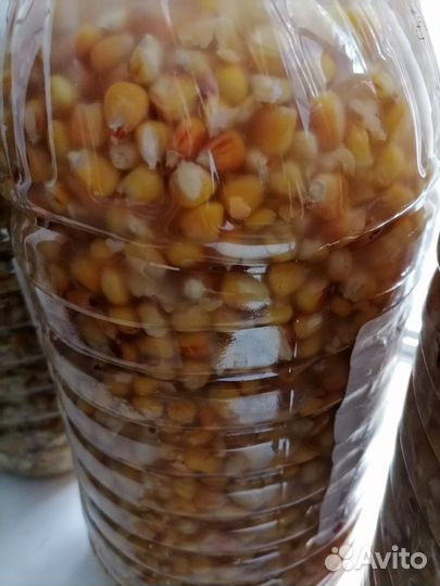 Пьяная кукуруза