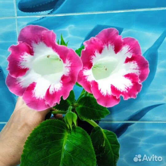 Глоксиния махровая