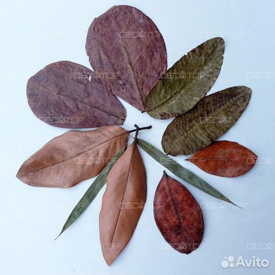 Органика для аквариума, листья и плоды