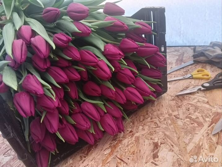 Тюльпан на 8 марта оптом и в розницу