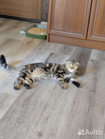 Шотландский вислоухий котёнок