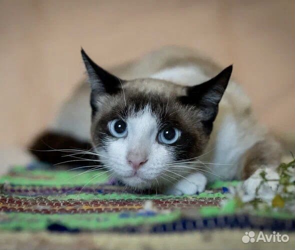 Тайский кот подросток в добрые руки