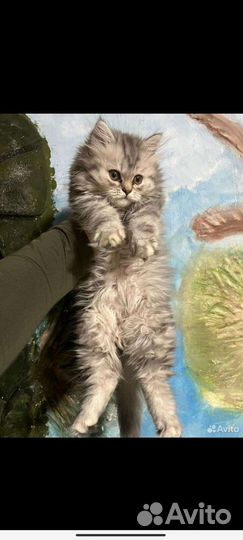 Шотландская кошка вязка