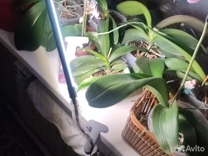 Фитолампа для растений с таймером