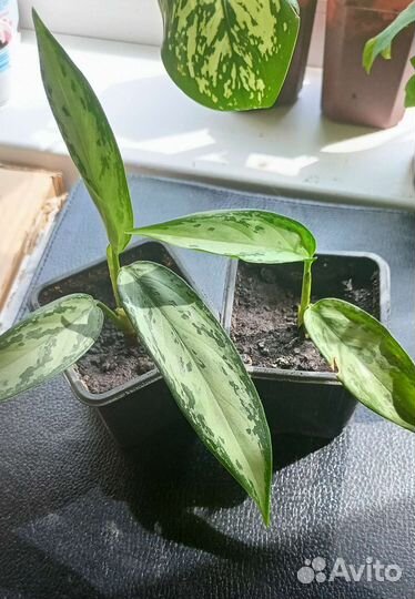 Комнатные растения