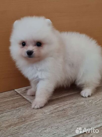 Померанский шпиц щенки мини