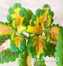 Колеусы российской селекции