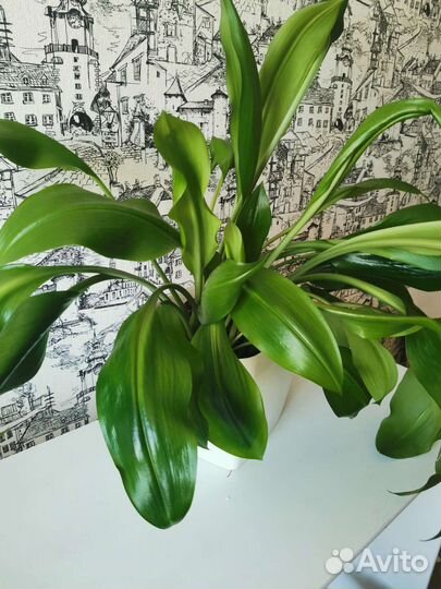Эухарис амазонская лилия