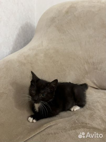 Котенок девочка в добрые руки