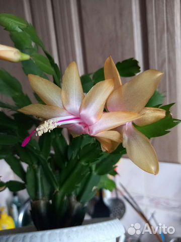 Декабрист шлюмбергера желтый