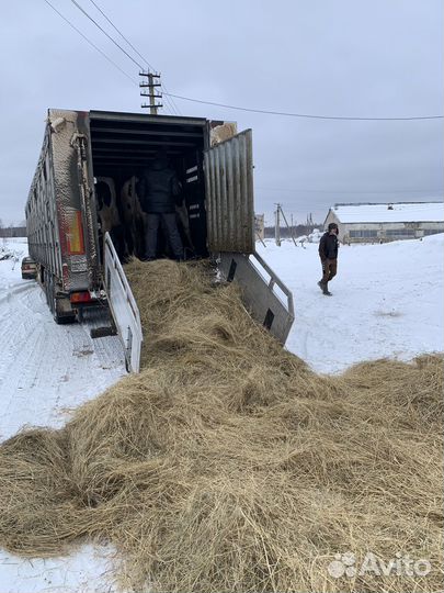 Скотовоз перевозка скота. крс Коров Нетелей Оленей