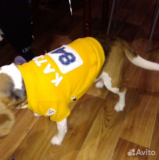 Курточка для собаки