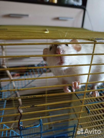 Крыса с клеткой