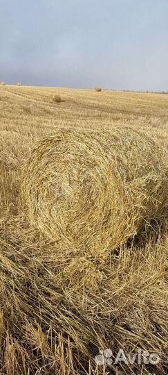 Сено.Солома в рулонах
