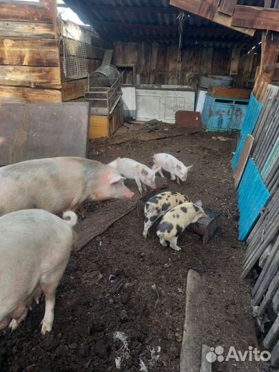 Поросята