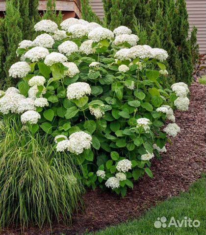 Гортензия древовидная белая