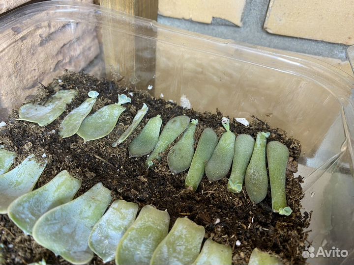 Суккуленты ростки