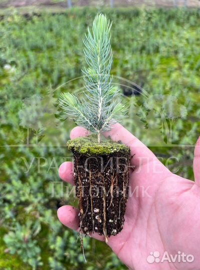 Голубая ель зкс сеянцы для лесовосстановления