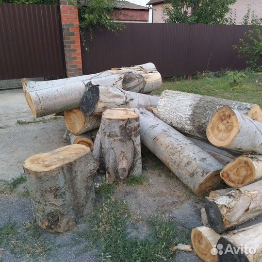 Спил тополь