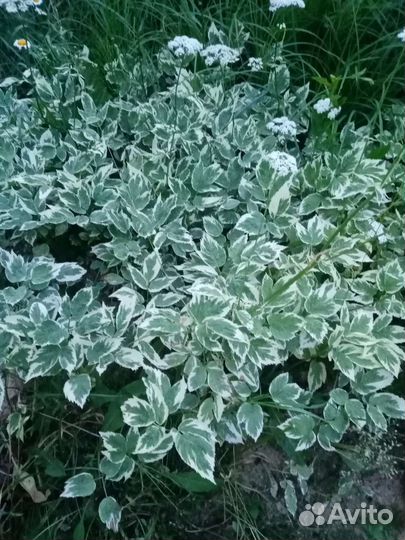 Сныть вариегатная