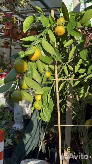 Саженцы Лимон, Мандарин, Кумкват, Апельсин