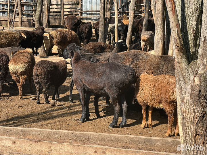 Барашки (Кой, козу) бар. 2 км от МКАД медведково