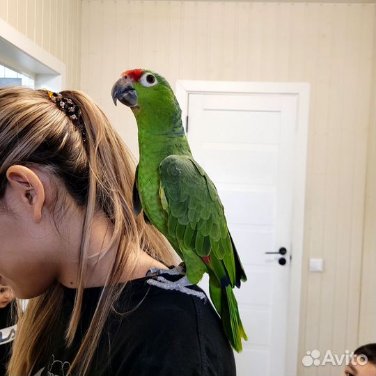 Амазон краснолобый с клеткой