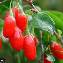 Саженцы годжи (чудо ягоды)