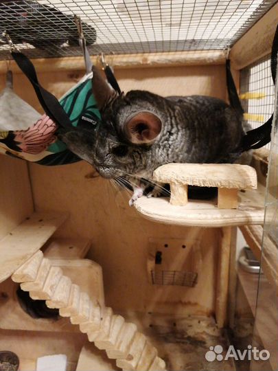 Шиншилла эбони