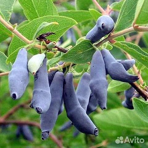 Жимолость Бакчарская саженцы