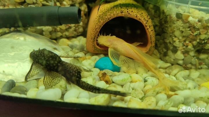 Скалярии, вуалевые анциструсы красивые