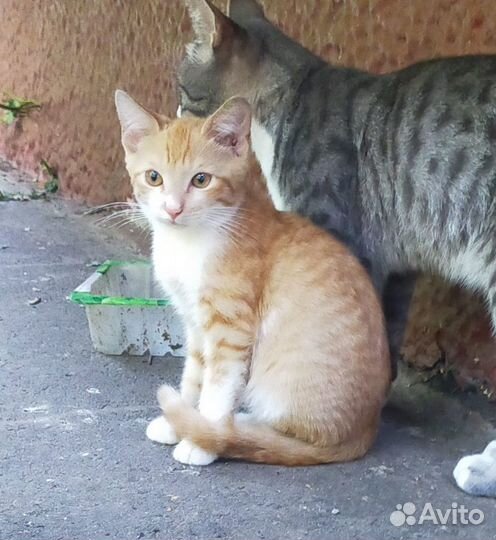 Котята 2 мес маркиз и рыжие