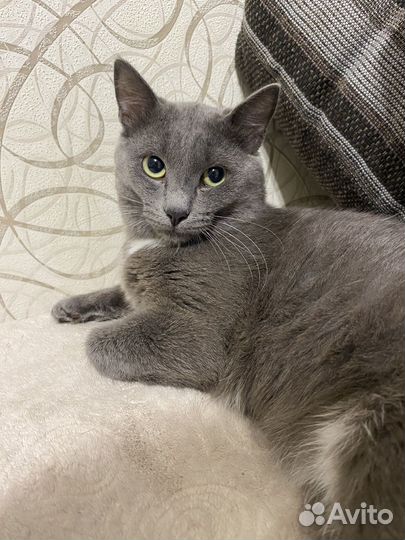 Отдам кота в добрые руки