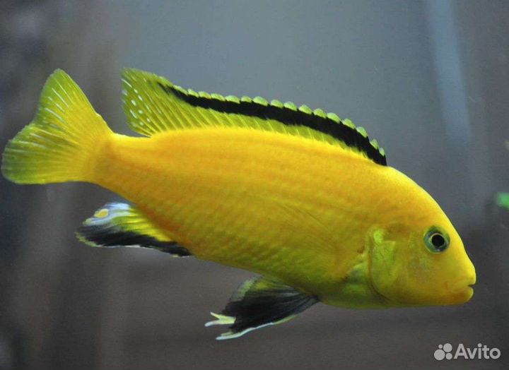 Лабидохромис еллоу мальки