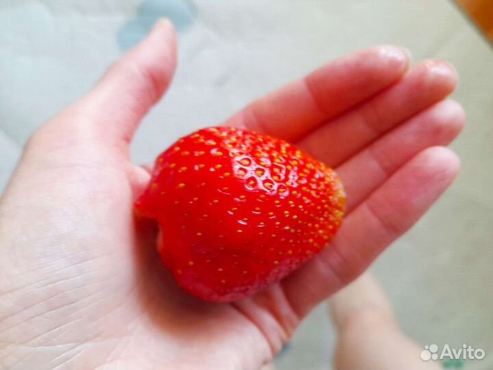 Рассада клубники зкс