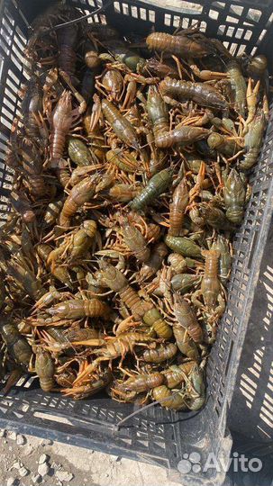 Крупные Живые раки розница