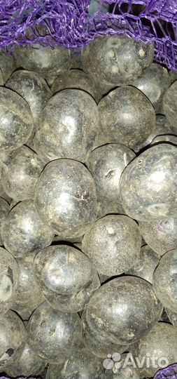 Картофель Пурпл Маджести