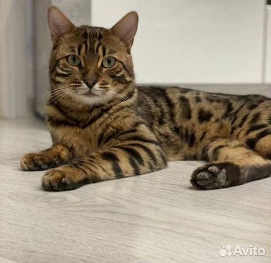 Бенгальская кошечка