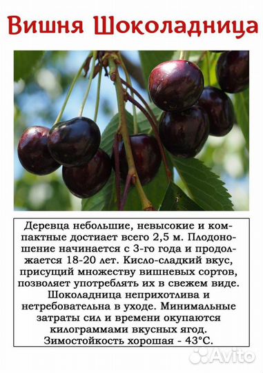 Вишня саженцы