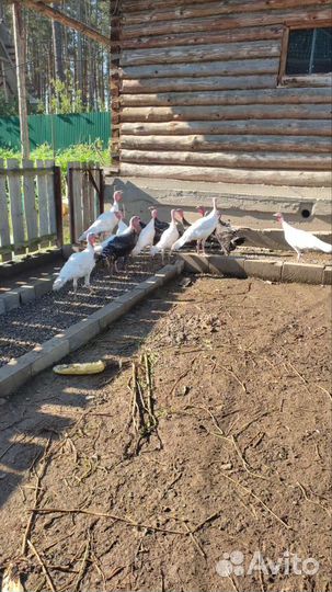 Индюки домашние