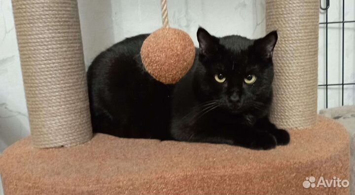 Котик Лёлик