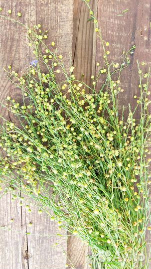 Лен растение многолетник