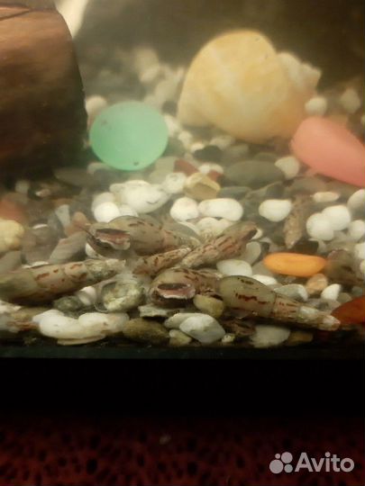 Улитки грунтовые. Гуппи