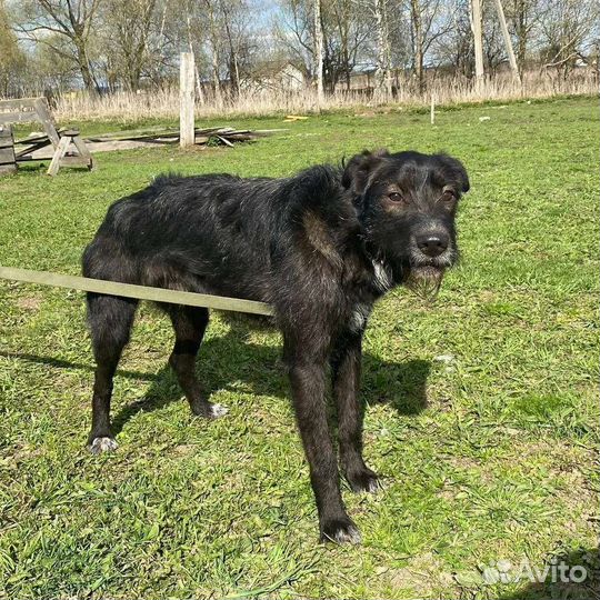 Молодой пёс, 18 кг, ищет дом