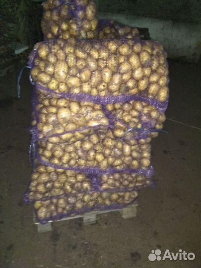 Картофель оптом Вега от 5 тонн