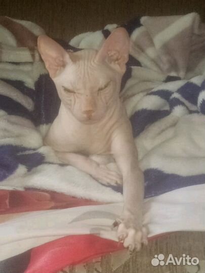 Донской сфинкс вязка